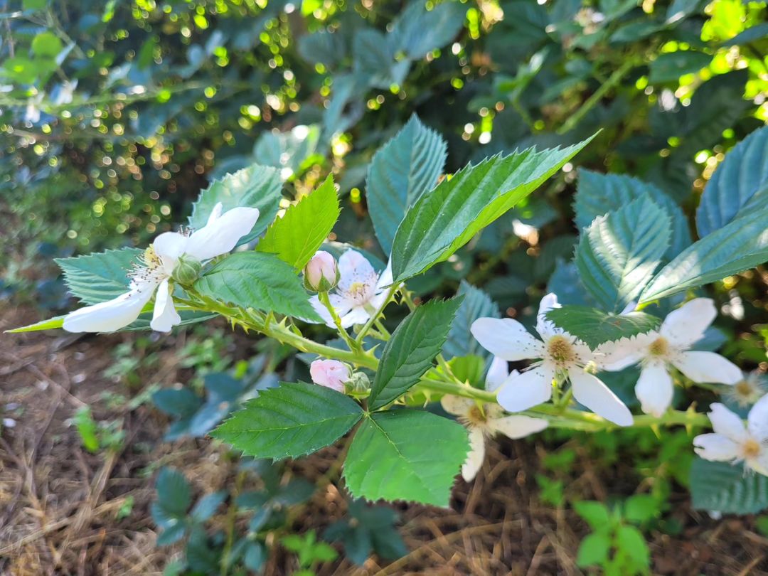 E nós pequenos detalhes que a gente percebe, que o criador caprichou em cada detalhes @jmjchapada …………..#agro #amora #vidasaudavel #vidanaroça #bomdia #frutas #fitness #brasil